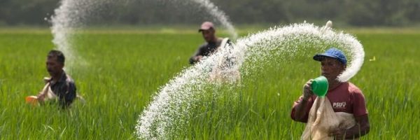 dr aid crop nutrition potassium nitrate granule kno3